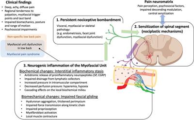 A model for personalized diagnostics for non-specific low back pain: the role of the myofascial unit